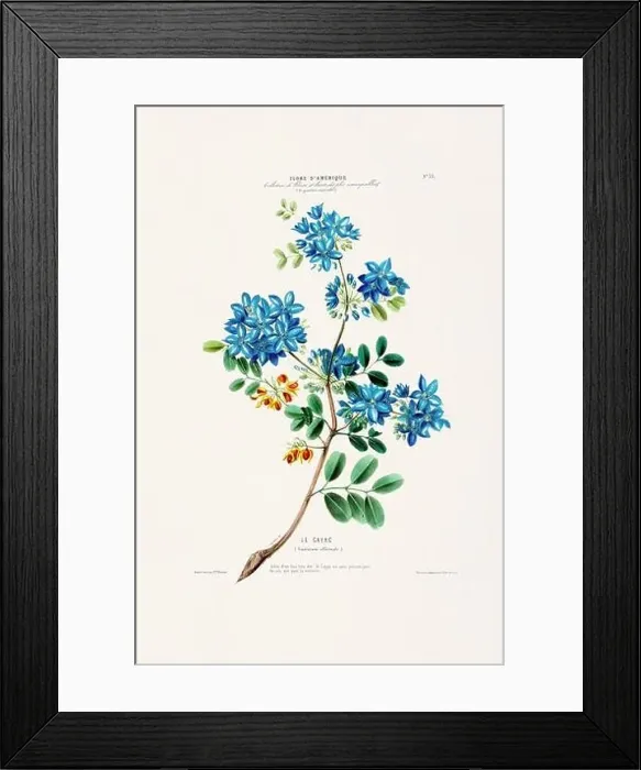 Framed Print : Antique Botanical Illustration Framed Print : Antique Botanical Illustration