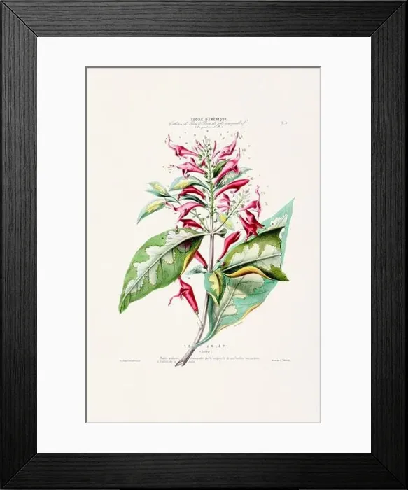 Framed Print : Antique Botanical Illustration Framed Print : Antique Botanical Illustration