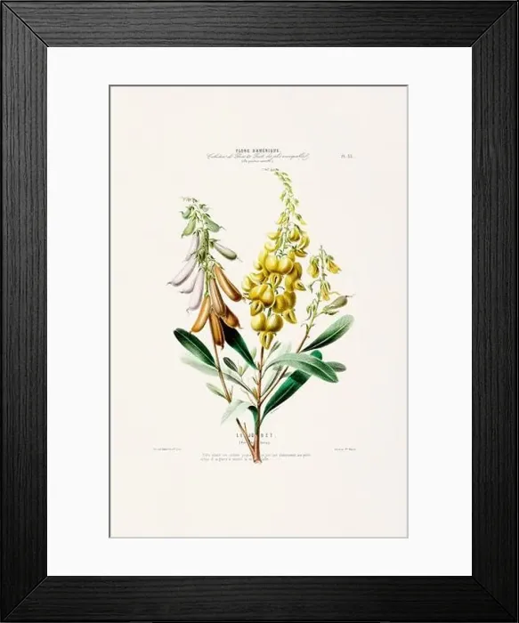 Framed Print : Antique Botanical Illustration