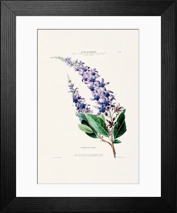 Framed Print : Antique Botanical Illustration Framed Print : Antique Botanical Illustration