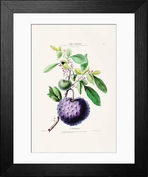 Framed Print : Antique Botanical Illustration Framed Print : Antique Botanical Illustration