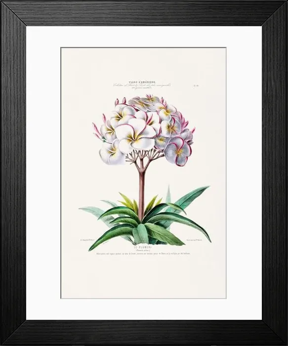 Framed Print : Antique Botanical Illustration Framed Print : Antique Botanical Illustration