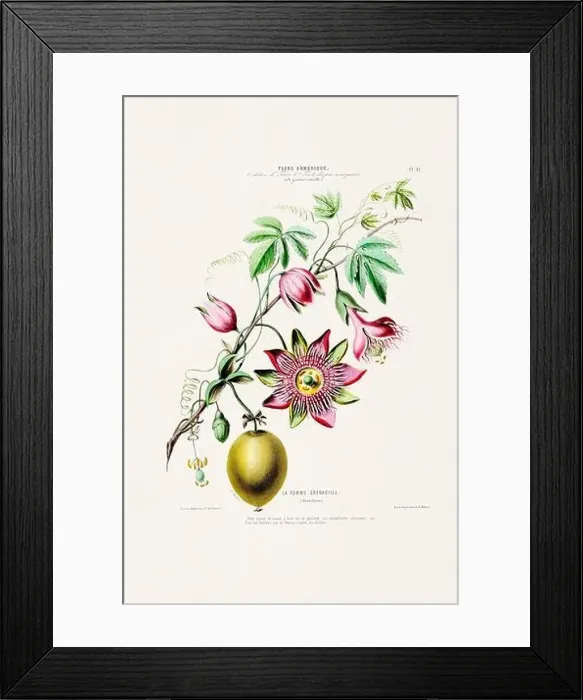 Framed Print : Antique Botanical Illustration