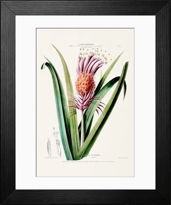 Framed Print : Antique Botanical Illustration Framed Print : Antique Botanical Illustration