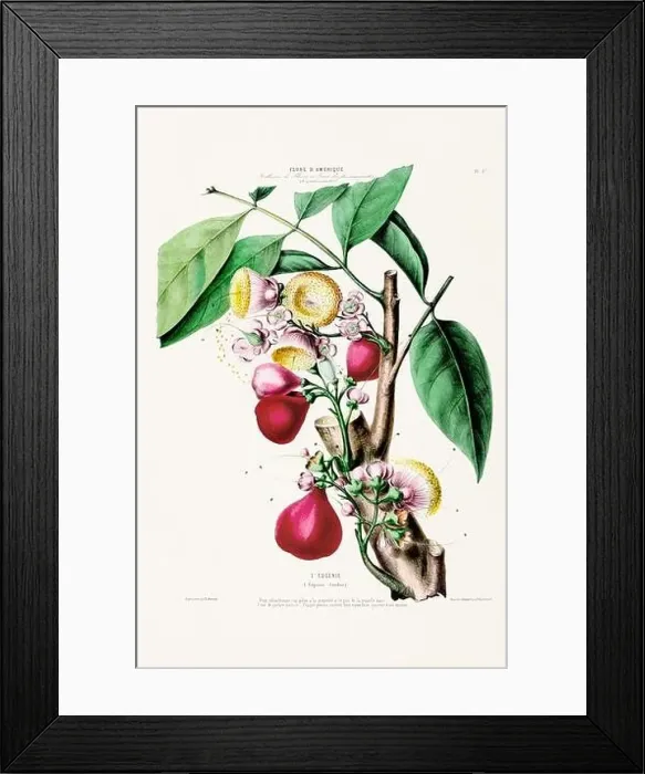 Framed Print : Antique Botanical Illustration Framed Print : Antique Botanical Illustration