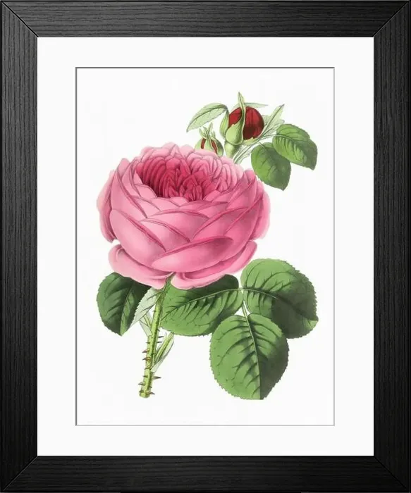 Framed Print : Rose Flower. Digital vintage-style flower illustration on a paper textured white background Framed Print : Rose Flower. Digital vintage-style flower illustration on a paper textured white background