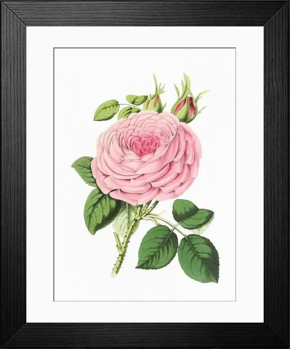 Framed Print : Rose Flower. Digital vintage-style flower illustration on a paper textured white background Framed Print : Rose Flower. Digital vintage-style flower illustration on a paper textured white background