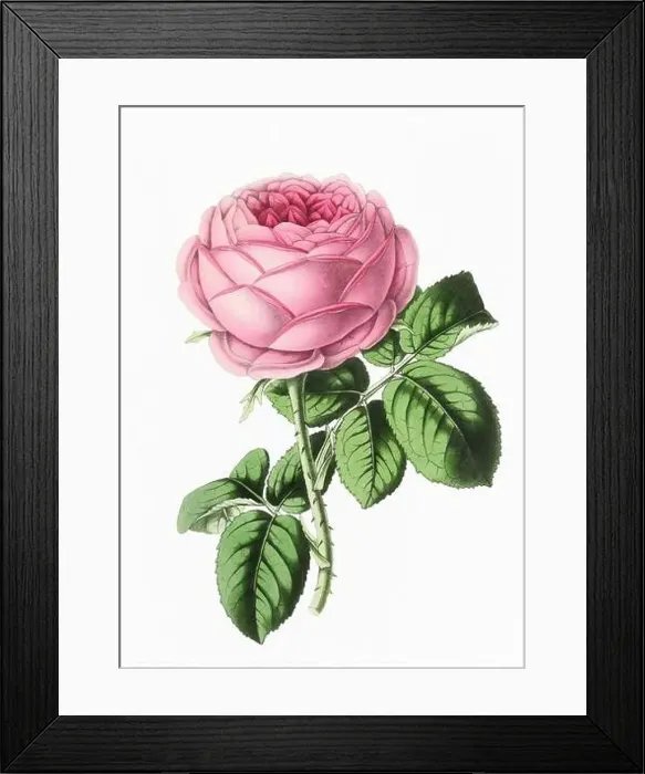 Framed Print : Rose Flower. Digital vintage-style flower illustration on a paper textured white background Framed Print : Rose Flower. Digital vintage-style flower illustration on a paper textured white background
