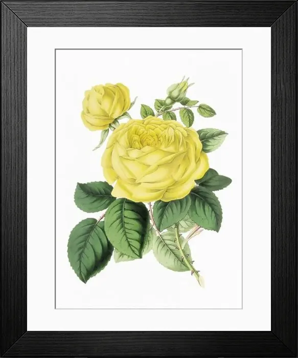 Framed Print : Rose Flower. Digital vintage-style flower illustration on a paper textured white background Framed Print : Rose Flower. Digital vintage-style flower illustration on a paper textured white background