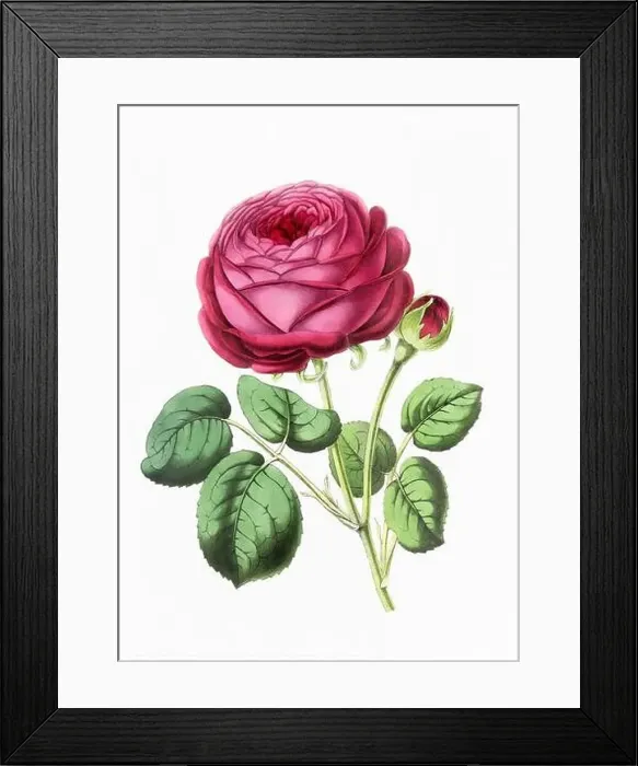 Framed Print : Rose Flower. Digital vintage-style flower illustration on a paper textured white background Framed Print : Rose Flower. Digital vintage-style flower illustration on a paper textured white background