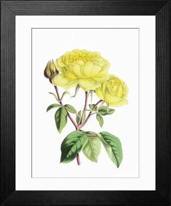 Framed Print : Rose Flower. Digital vintage-style flower illustration on a paper textured white background Framed Print : Rose Flower. Digital vintage-style flower illustration on a paper textured white background