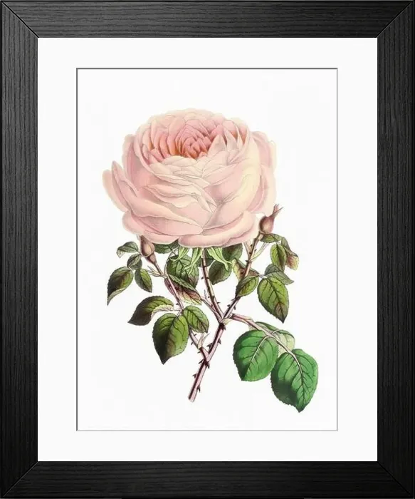 Framed Print : Rose Flower. Digital vintage-style flower illustration on a paper textured white background Framed Print : Rose Flower. Digital vintage-style flower illustration on a paper textured white background