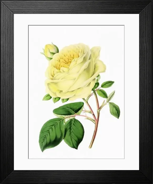 Framed Print : Rose Flower. Digital vintage-style flower illustration on a paper textured white background Framed Print : Rose Flower. Digital vintage-style flower illustration on a paper textured white background