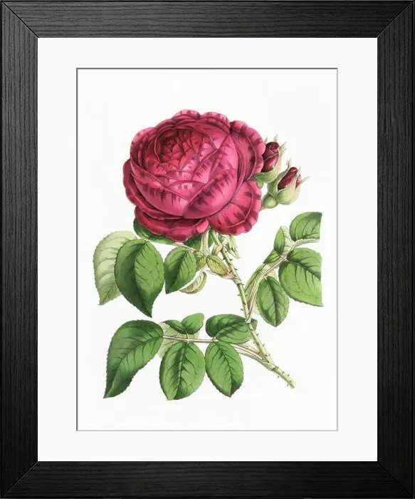 Framed Print : Rose Flower. Digital vintage-style flower illustration on a paper textured white background Framed Print : Rose Flower. Digital vintage-style flower illustration on a paper textured white background
