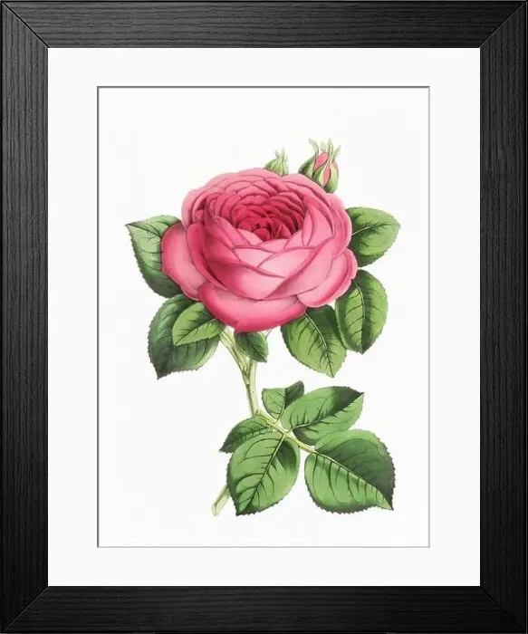 Framed Print : Rose Flower. Digital vintage-style flower illustration on a paper textured white background Framed Print : Rose Flower. Digital vintage-style flower illustration on a paper textured white background