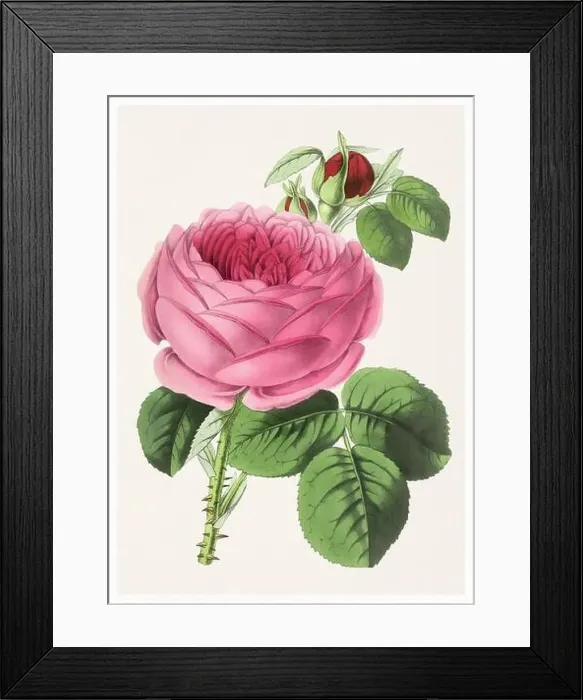 Framed Print : Rose Flower. Digital vintage-style flower illustration on a textured beige background Framed Print : Rose Flower. Digital vintage-style flower illustration on a textured beige background