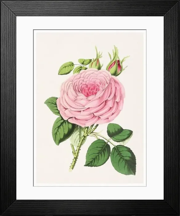 Framed Print : Rose Flower. Digital vintage-style flower illustration on a textured beige background Framed Print : Rose Flower. Digital vintage-style flower illustration on a textured beige background