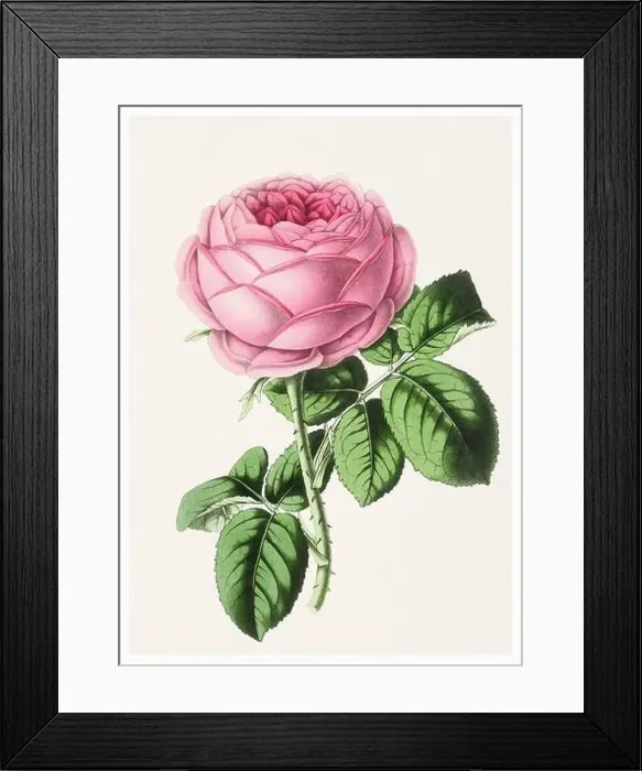 Framed Print : Rose Flower. Digital vintage-style flower illustration on a textured beige background Framed Print : Rose Flower. Digital vintage-style flower illustration on a textured beige background