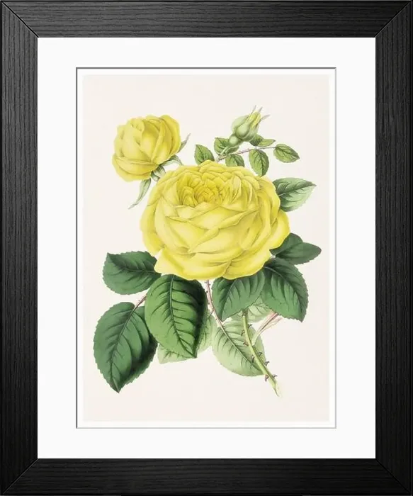 Framed Print : Rose Flower. Digital vintage-style flower illustration on a textured beige background Framed Print : Rose Flower. Digital vintage-style flower illustration on a textured beige background