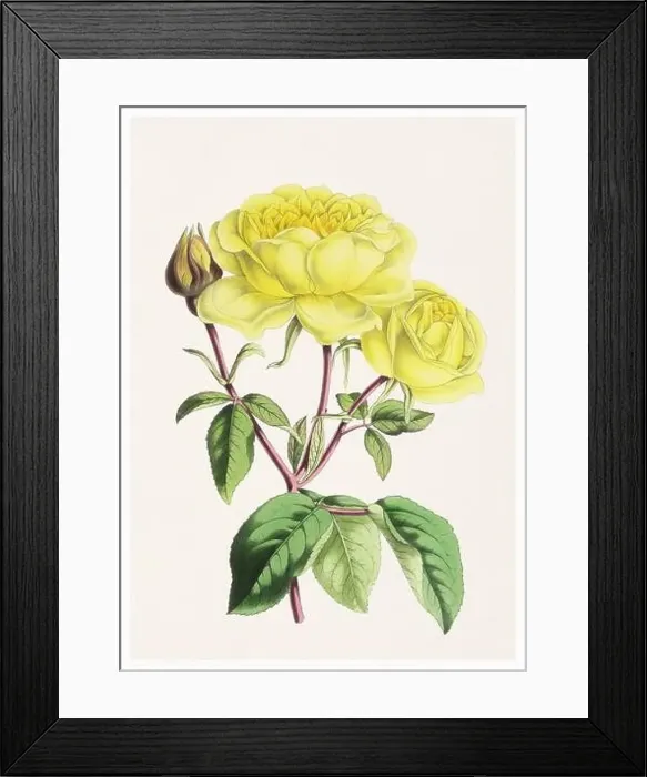 Framed Print : Rose Flower. Digital vintage-style flower illustration on a textured beige background Framed Print : Rose Flower. Digital vintage-style flower illustration on a textured beige background