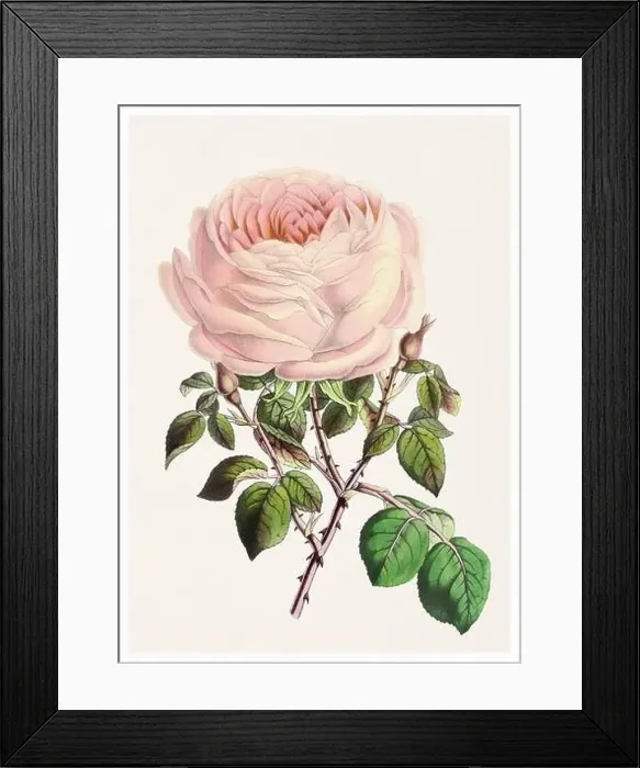 Framed Print : Rose Flower. Digital vintage-style flower illustration on a textured beige background Framed Print : Rose Flower. Digital vintage-style flower illustration on a textured beige background