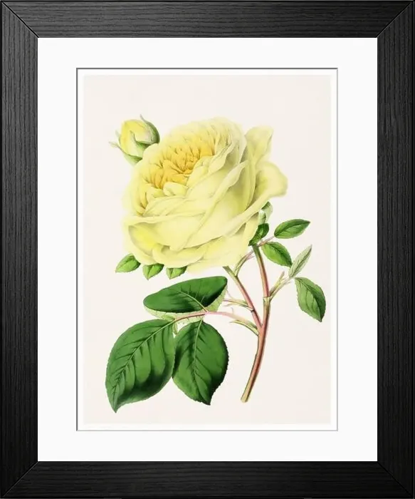 Framed Print : Rose Flower. Digital vintage-style flower illustration on a textured beige background Framed Print : Rose Flower. Digital vintage-style flower illustration on a textured beige background