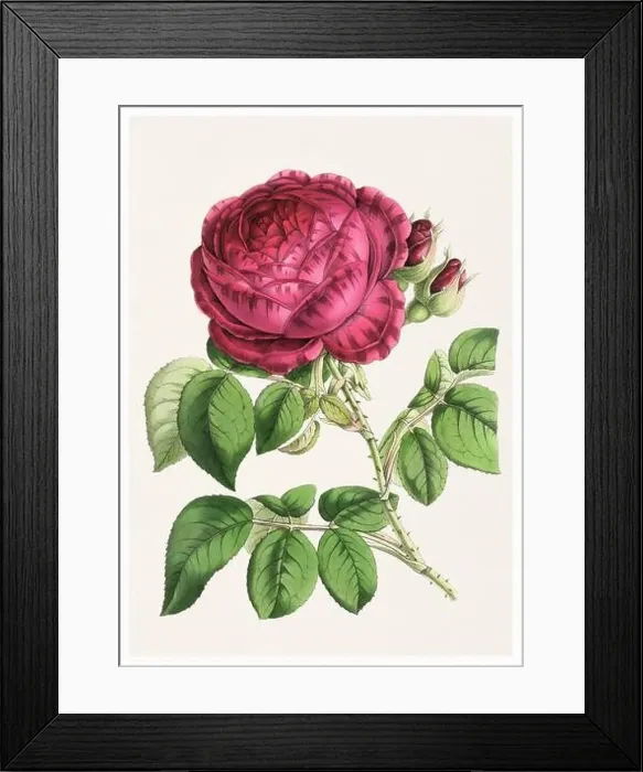 Framed Print : Rose Flower. Digital vintage-style flower illustration on a textured beige background Framed Print : Rose Flower. Digital vintage-style flower illustration on a textured beige background