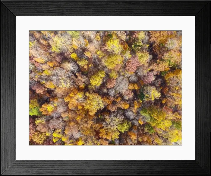 Framed Print : Drone Photos of Durant Nature Preserve, Raleigh NC Framed Print : Drone Photos of Durant Nature Preserve, Raleigh NC