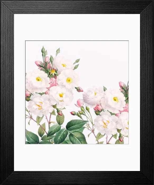 Framed Print : Rose Flowers. Floral design in a square format