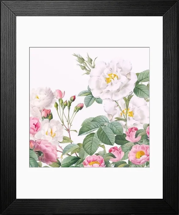 Framed Print : Rose Flowers. Floral design in a square format Framed Print : Rose Flowers. Floral design in a square format