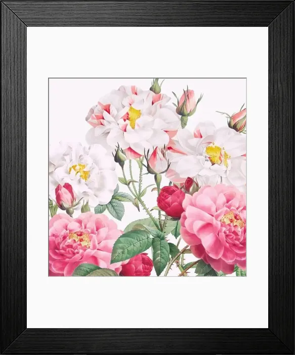 Framed Print : Rose Flowers. Floral design in a square format Framed Print : Rose Flowers. Floral design in a square format
