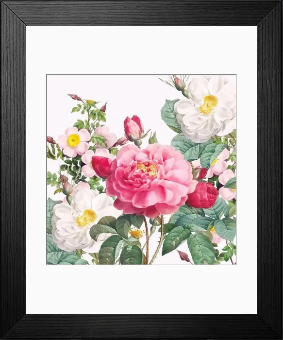 Framed Print : Rose Flowers. Floral design in a square format Framed Print : Rose Flowers. Floral design in a square format