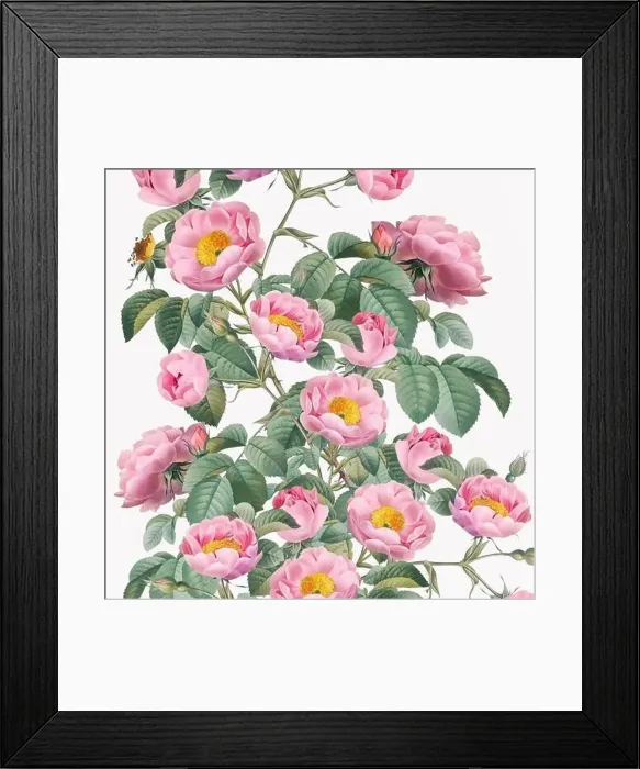 Framed Print : Rose Flowers. Floral design in a square format Framed Print : Rose Flowers. Floral design in a square format