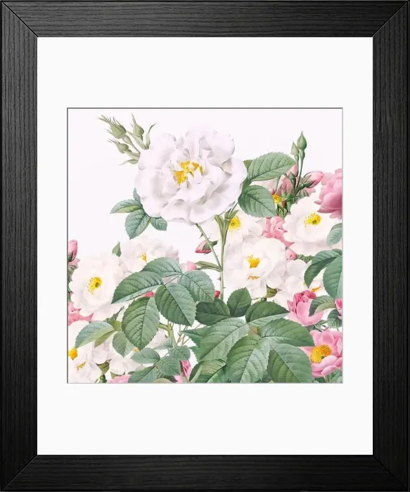 Framed Print : Rose Flowers. Floral design in a square format Framed Print : Rose Flowers. Floral design in a square format