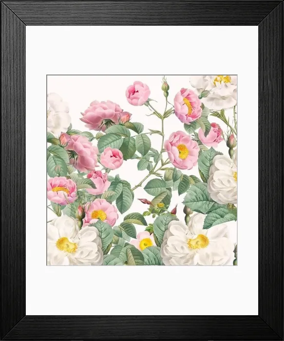 Framed Print : Rose Flowers. Floral design in a square format Framed Print : Rose Flowers. Floral design in a square format