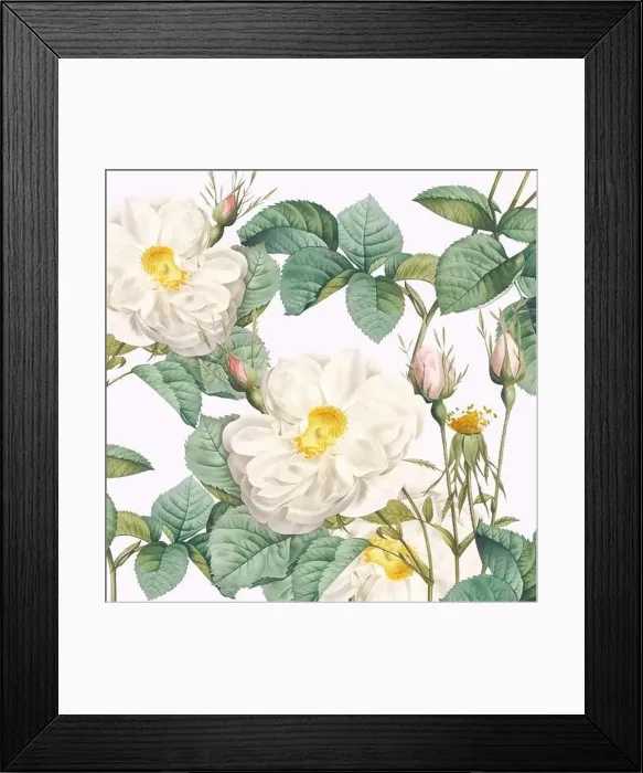 Framed Print : Rose Flowers. Floral design in a square format Framed Print : Rose Flowers. Floral design in a square format