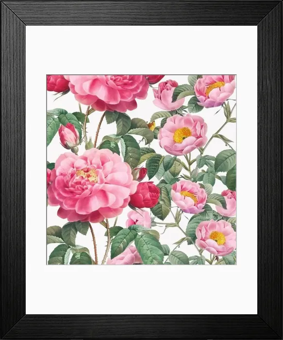 Framed Print : Rose Flowers. Floral design in a square format Framed Print : Rose Flowers. Floral design in a square format