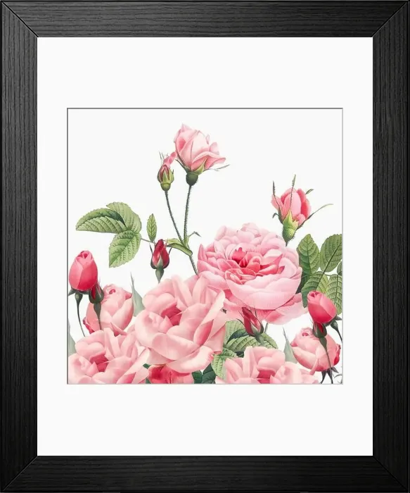 Framed Print : Rose Flowers. Floral design in a square format Framed Print : Rose Flowers. Floral design in a square format