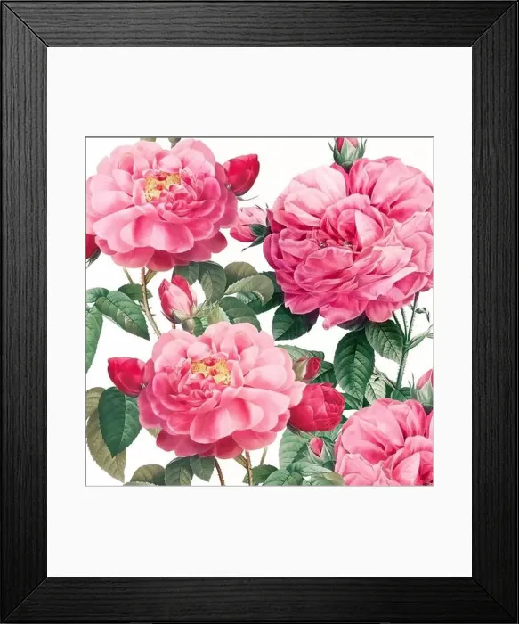 Framed Print : Rose Flowers. Floral design in a square format Framed Print : Rose Flowers. Floral design in a square format