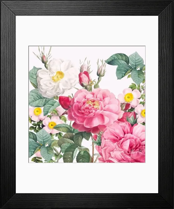 Framed Print : Rose Flowers. Floral design in a square format Framed Print : Rose Flowers. Floral design in a square format