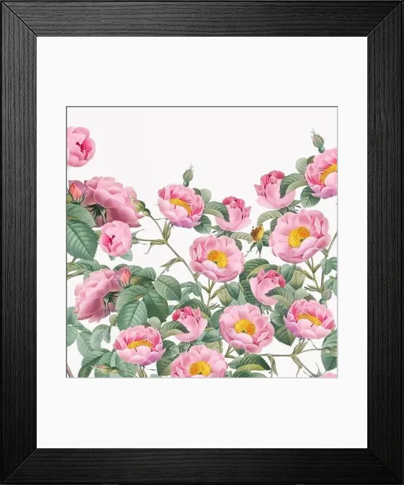 Framed Print : Rose Flowers. Floral design in a square format Framed Print : Rose Flowers. Floral design in a square format