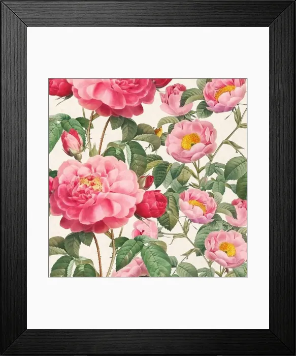 Framed Print : Rose Flowers. Floral design in a square format Framed Print : Rose Flowers. Floral design in a square format
