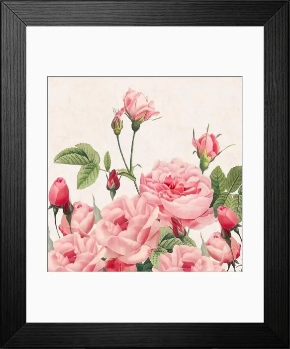 Framed Print : Rose Flowers. Floral design in a square format Framed Print : Rose Flowers. Floral design in a square format