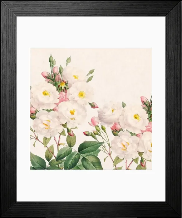Framed Print : Rose Flowers. Floral design in a square format Framed Print : Rose Flowers. Floral design in a square format