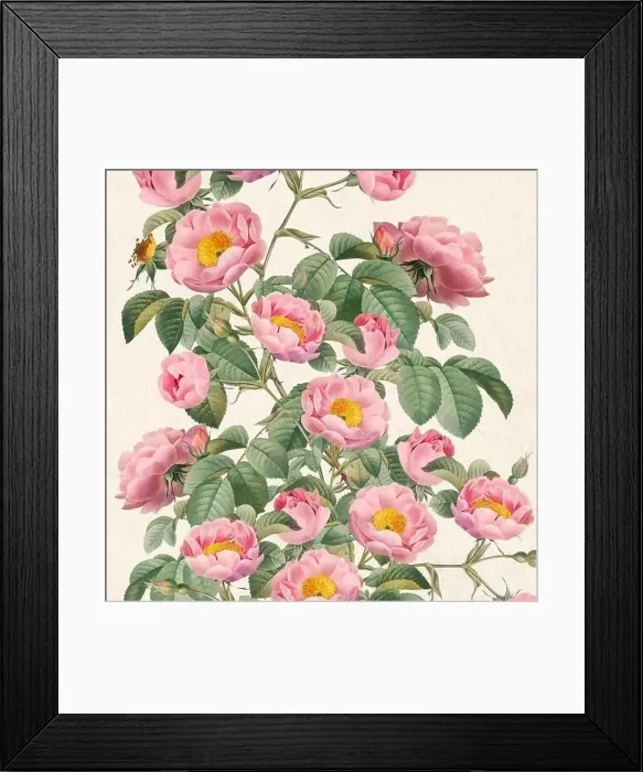 Framed Print : Rose Flowers. Floral design in a square format
