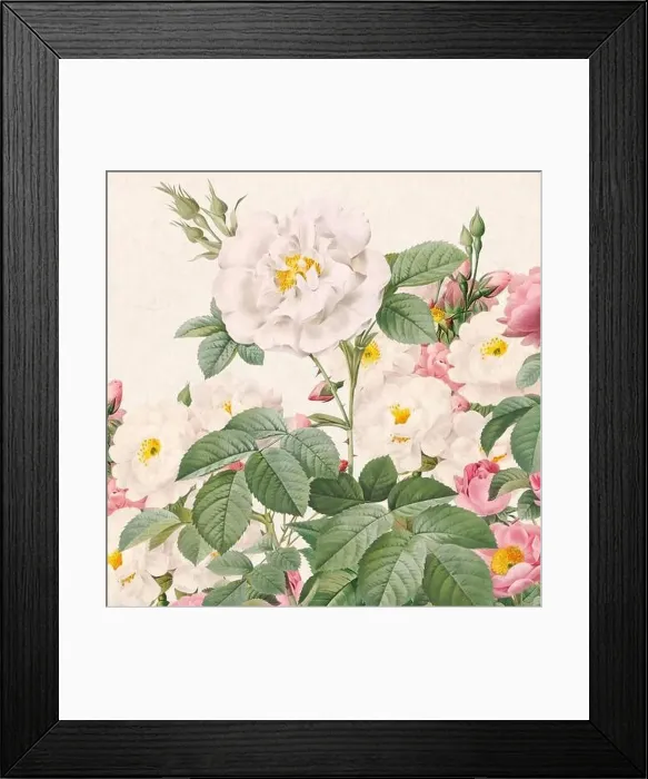 Framed Print : Rose Flowers. Floral design in a square format Framed Print : Rose Flowers. Floral design in a square format