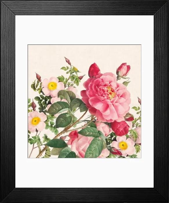 Framed Print : Rose Flowers. Floral design in a square format Framed Print : Rose Flowers. Floral design in a square format