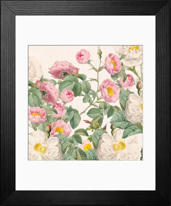 Framed Print : Rose Flowers. Floral design in a square format Framed Print : Rose Flowers. Floral design in a square format