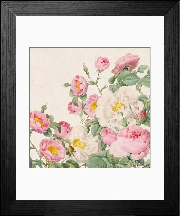 Framed Print : Rose Flowers. Floral design in a square format Framed Print : Rose Flowers. Floral design in a square format