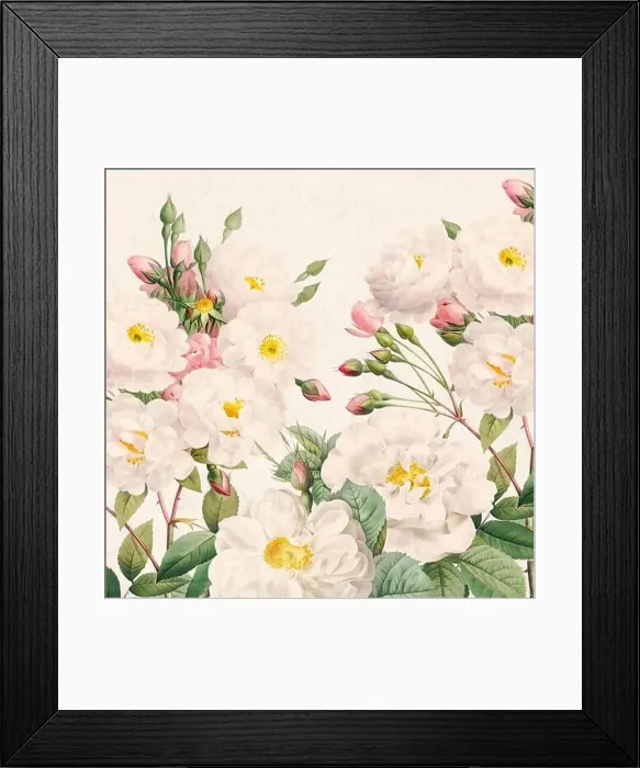 Framed Print : Rose Flowers. Floral design in a square format Framed Print : Rose Flowers. Floral design in a square format